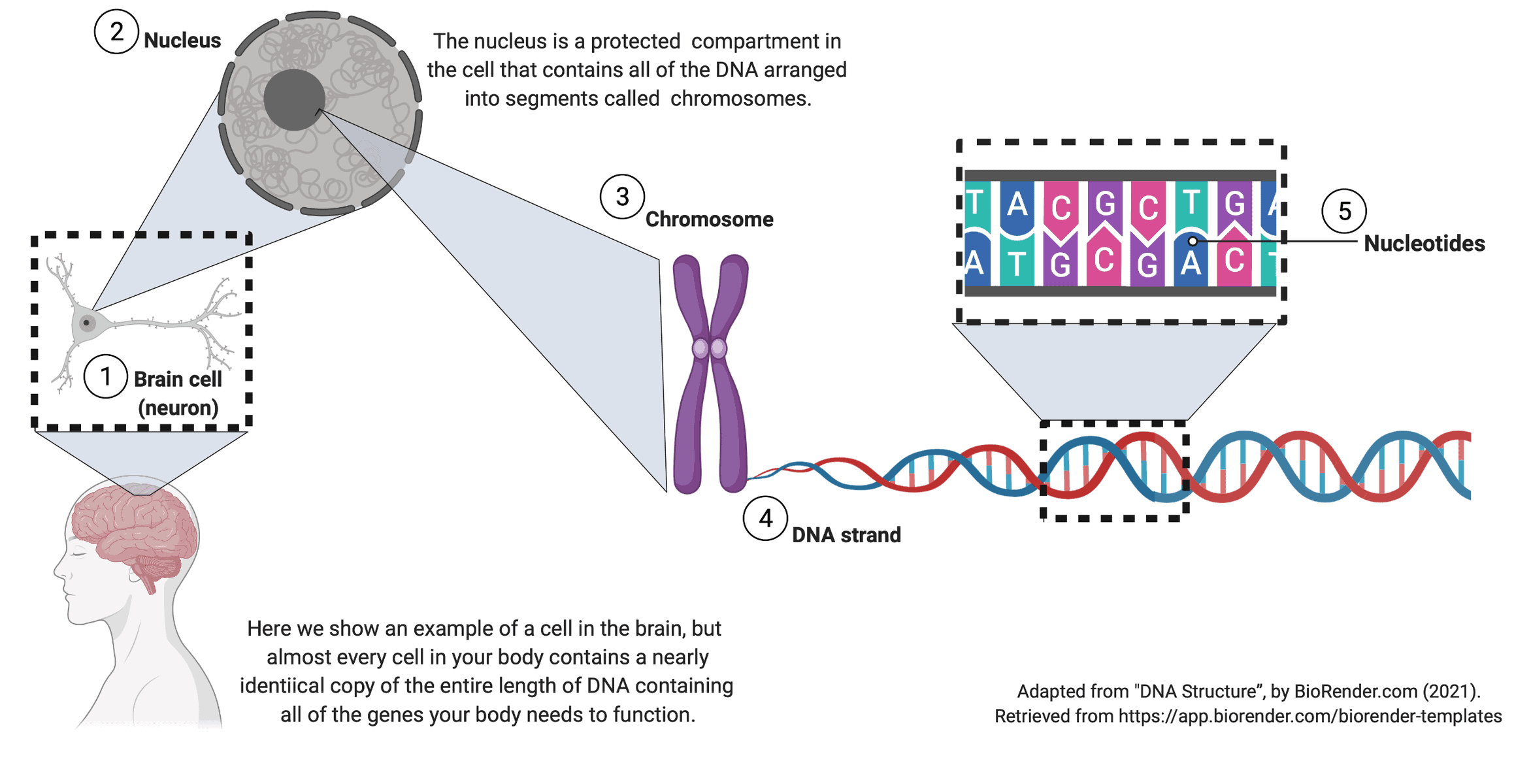 5 DNA Structure e1625681111829