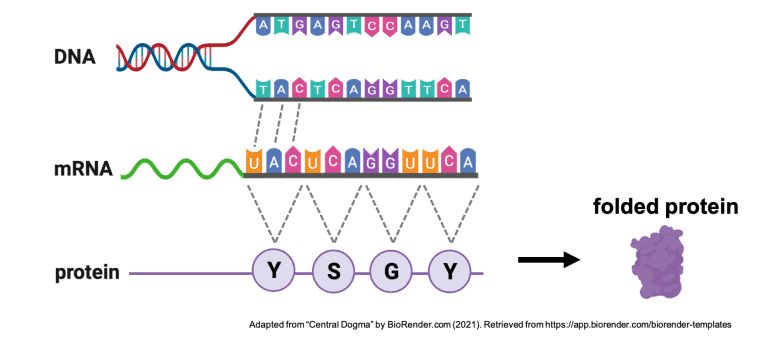 Codons 768x346 1