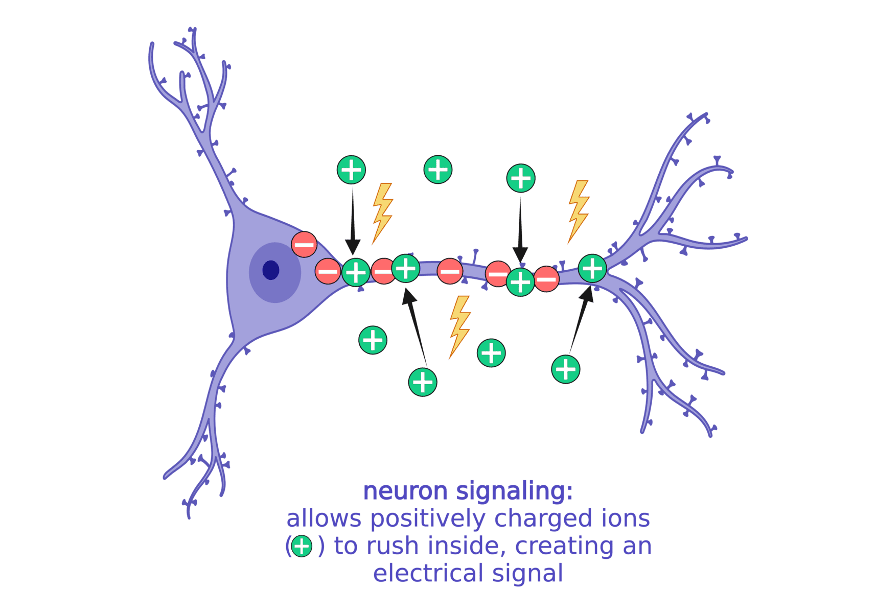 Genetics of Dravet Syndrome - Dravet Syndrome Foundation