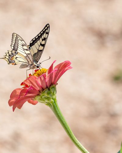 butterfly-flower-pollinate-4392802 butterfly, flower, pollinate-4392802.jpg